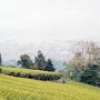 Shimizu, Japan - Tea Fields